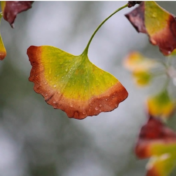🚫SOLD🚫 Ginkgo leaf drop earrings - Picture 5 of 7